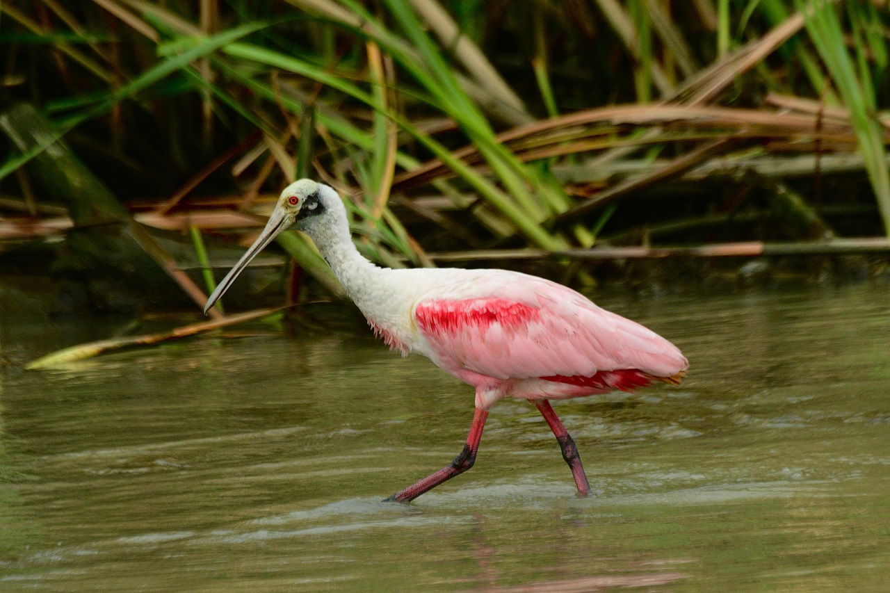 Ruta las aves